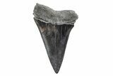 Fossil Broad-Toothed Mako Tooth - South Carolina #214620-1